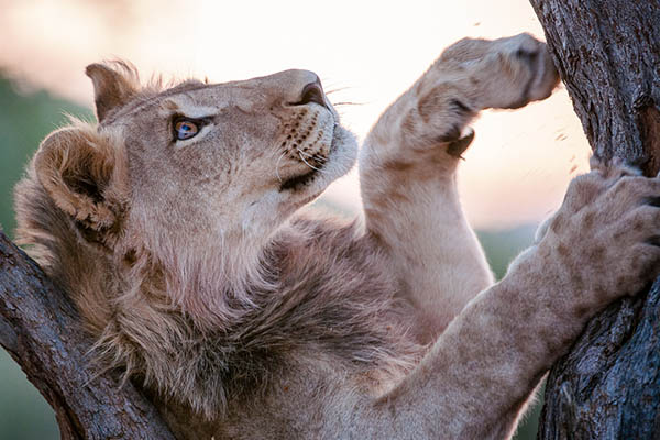 Sub adult lion in tree